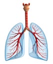 Lungs - pulmonary system. Front view Royalty Free Stock Photo
