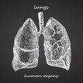 Lungs. Realistic hand-drawn icon of human internal organs on chalkboard. Engraving art Sketch style. Design concept for your