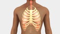 Lungs and Rib Cage