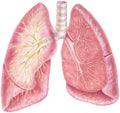 Lungs - Showing Trachea & Bronchial Tree Royalty Free Stock Photo