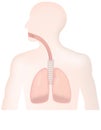 Lungs in Situ Royalty Free Stock Photo