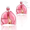 Lungs, Thymus, larinx, thyroid gland