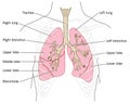 Lungs, trachea and bronchi