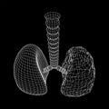 Lungs with trachea bronchi internal organ human