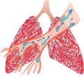 The lungs and Trachea