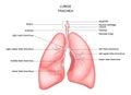 Lungs, trachea and larynx