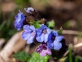 Lungwort Blue flower in spring Royalty Free Stock Photo