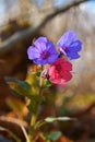 Lungwort flower, pulmonaria officinalis Royalty Free Stock Photo