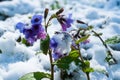Lungwort flowers covered with snow close up. Pulmonaria officinalis known as lungwort, Mary`s tears or Our Lady`s milk drops. Royalty Free Stock Photo