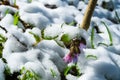 Lungwort flowers covered with snow close up. Pulmonaria officinalis known as lungwort. Blooming spring wildflowers Royalty Free Stock Photo