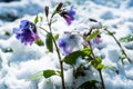 Lungwort flowers covered with snow close up. Pulmonaria officinalis known as lungwort, Mary`s tears or Our Lady`s milk drops Royalty Free Stock Photo