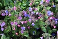 Lungwort Flowers (Pulmonaria Officinalis) Royalty Free Stock Photo