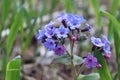 Lungwort medicinal on a forest glade in the spring