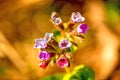 Lungwort medicinal plant with flower Royalty Free Stock Photo