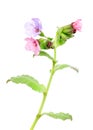 Lungwort medicinal (Pulmonaria officinalis) Royalty Free Stock Photo