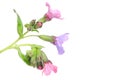 Lungwort medicinal (Pulmonaria officinalis) isolated on white