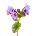 Lungwort medicinal - Pulmonaria officinalis Royalty Free Stock Photo