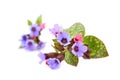 Lungwort medicinal - Pulmonaria officinalis Royalty Free Stock Photo