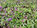 Lungwort obscure, or dark (Pulmonaria obscura) Royalty Free Stock Photo