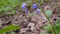 Lungwort Pulmonaria blooming flower