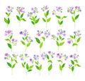 Lungwort or Pulmonaria Flowering Plant with Violet Inflorescences Big Vector Set