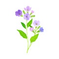 Lungwort or Pulmonaria Flowering Plant with Violet Inflorescences Vector Illustration