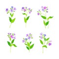 Lungwort or pulmonaria flowers set. Wild meadow flowering healing herb vector illustration