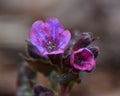 Lungwort, Pulmonaria montana flowers in macro Royalty Free Stock Photo