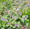 Lungwort - Pulmonaria officinalis Royalty Free Stock Photo