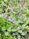 Lungwort - Pulmonaria officinalis Royalty Free Stock Photo