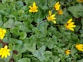 Lungwort - Pulmonaria officinalis Royalty Free Stock Photo