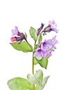 Lungwort, Pulmonaria officinalis L.,