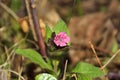 Lungwort in close up blue and pink flowers blooming in the spring Selective focus. Pulmonaria officinalis commonly known as lungwo Royalty Free Stock Photo