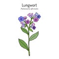 Lungwort Pulmonaria officinalis - medicinal and honey plant Royalty Free Stock Photo