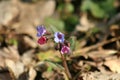 Lungwort Royalty Free Stock Photo