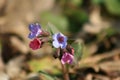 Lungwort Royalty Free Stock Photo