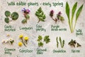 Lungwort, wild garlic, cow parsley, coltsfoot and other wild edible plants collected in early spring Royalty Free Stock Photo