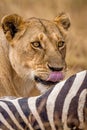 Luntime Lioness with zebra hunt Royalty Free Stock Photo