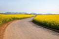 Luoping small flower canola flower patch on the side of a rural road Bazi