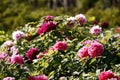 Flowering Luoyang peony bush