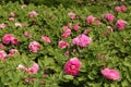 Peony Flowers in Luoyang, China