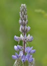 Lupin Royalty Free Stock Photo