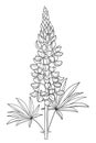 Vector stem with outline Lupine or Bluebonnet flower bunch with bud and leaf in black isolated on white background.