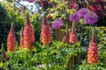 Lupin and Alium. Beautiful colourful summer garden flowers. Terracotta lupins