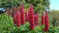 Lupin `Beefeater