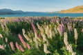 Lupin blossom over Lake Tekapo with mountain, New Zealand Royalty Free Stock Photo