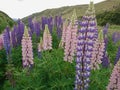 Lupin blossom purple and pink colour New Zealand Royalty Free Stock Photo