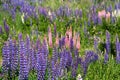 Lupin Field Royalty Free Stock Photo