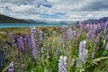 Lupin field Royalty Free Stock Photo