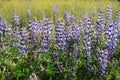 Lupin field Royalty Free Stock Photo